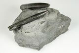 Two, Jurassic Belemnite (Passaloteuthis) Fossils - Germany - #199262-1